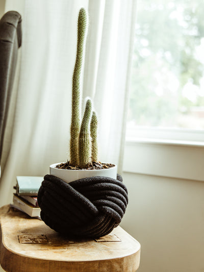 Tall cactus plant in a white pot, wrapped with a black, braided fabric design, placed on a rustic wooden side table near a window with soft natural light filtering through white curtains.