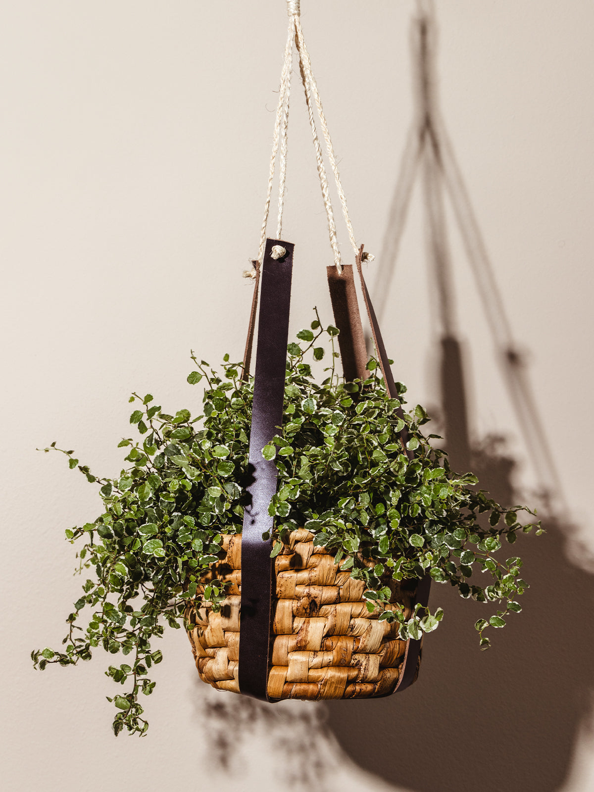 Banana leaf hanging basket with leather hanger holding plant with cream background.