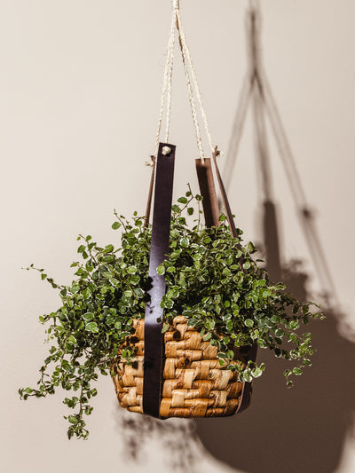 Banana leaf hanging basket with leather hanger holding plant with cream background.